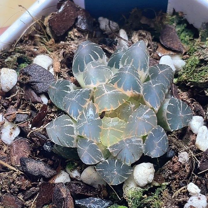 523糊斑霓虹灯一物一拍