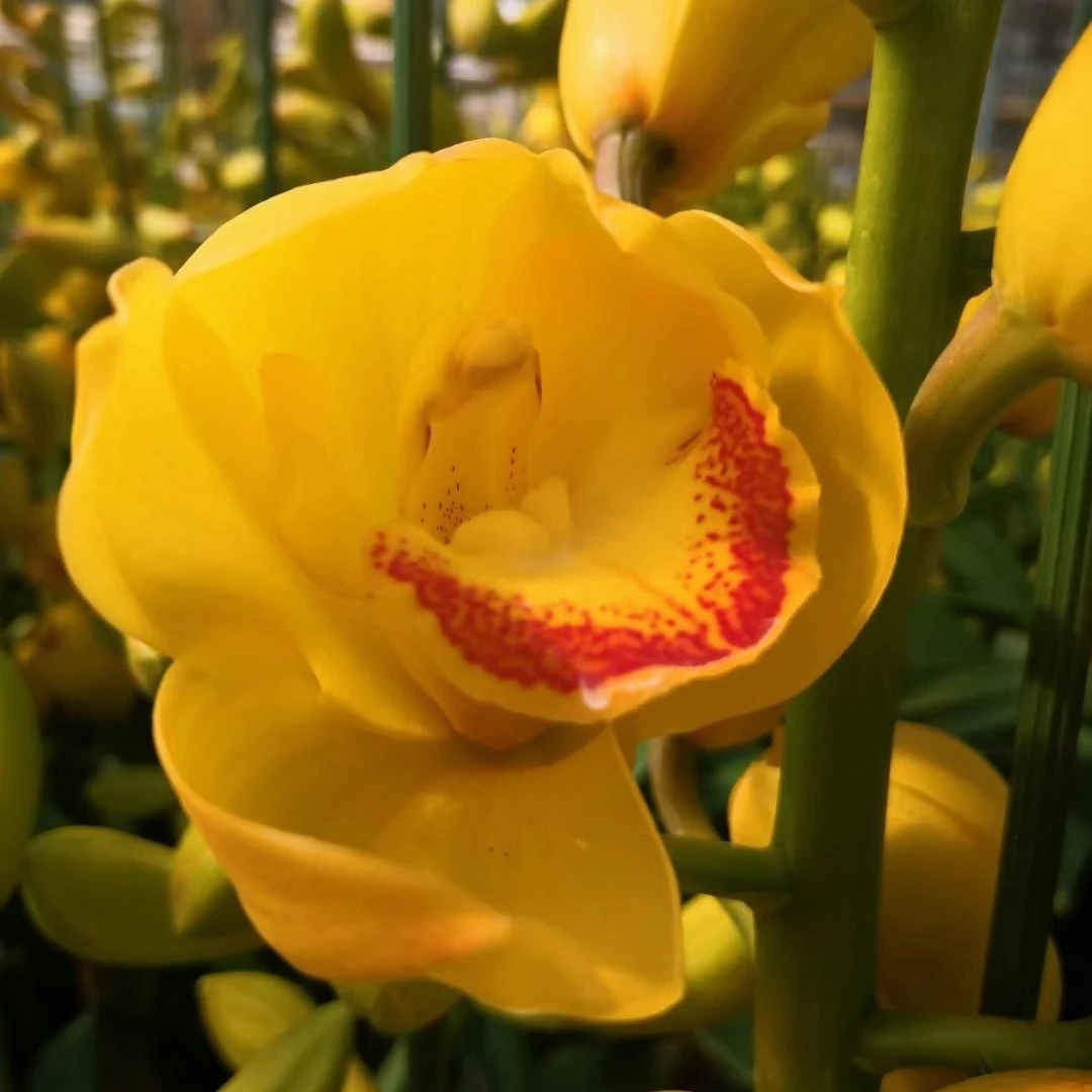 福利特价（黄金岁月）发货不退货拒收不售后花盆花苞花朵不售后