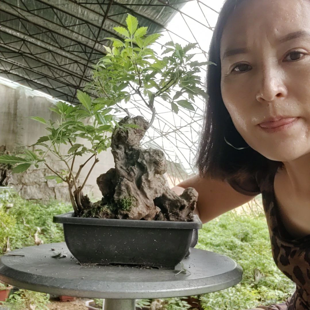 秦***人无花朵黄荆盆景黄荆盆景