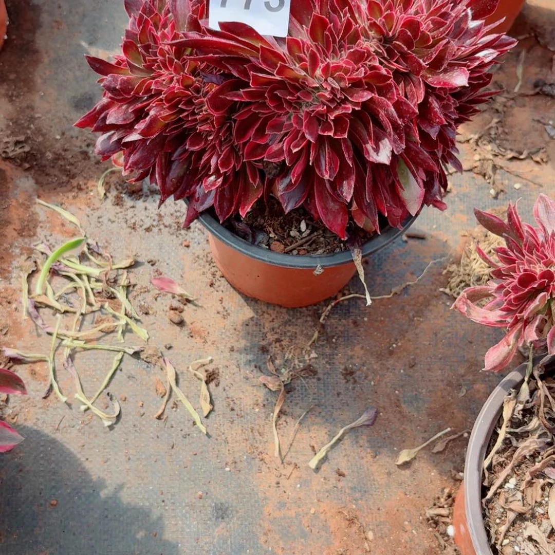 妖月你773 号多肉法师植物清棚
