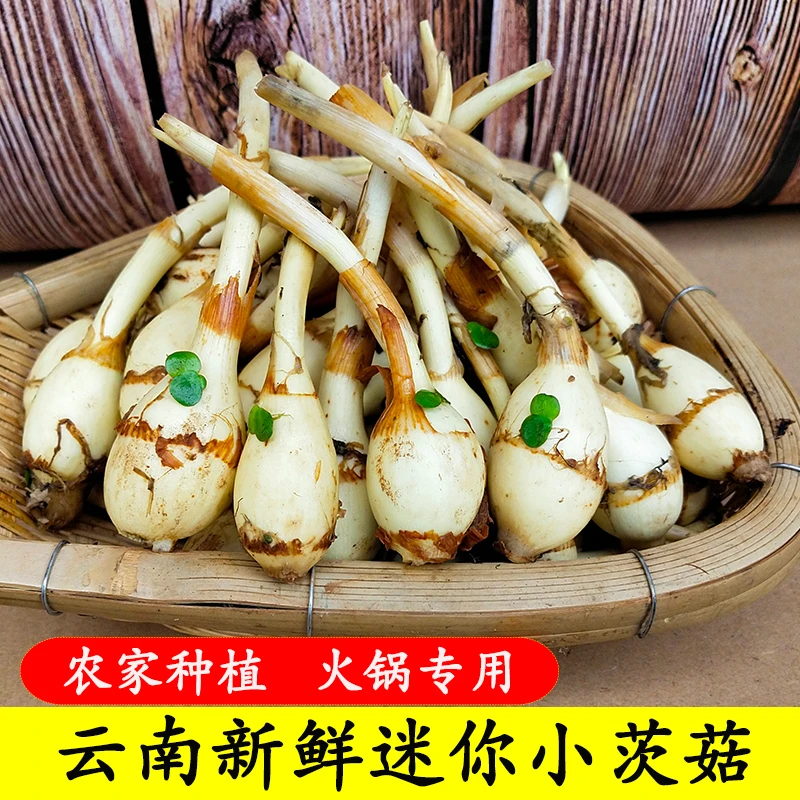 云南白茨菇现挖迷你小茨菇农家自种白慈姑新鲜蔬菜白马蹄茨菰
