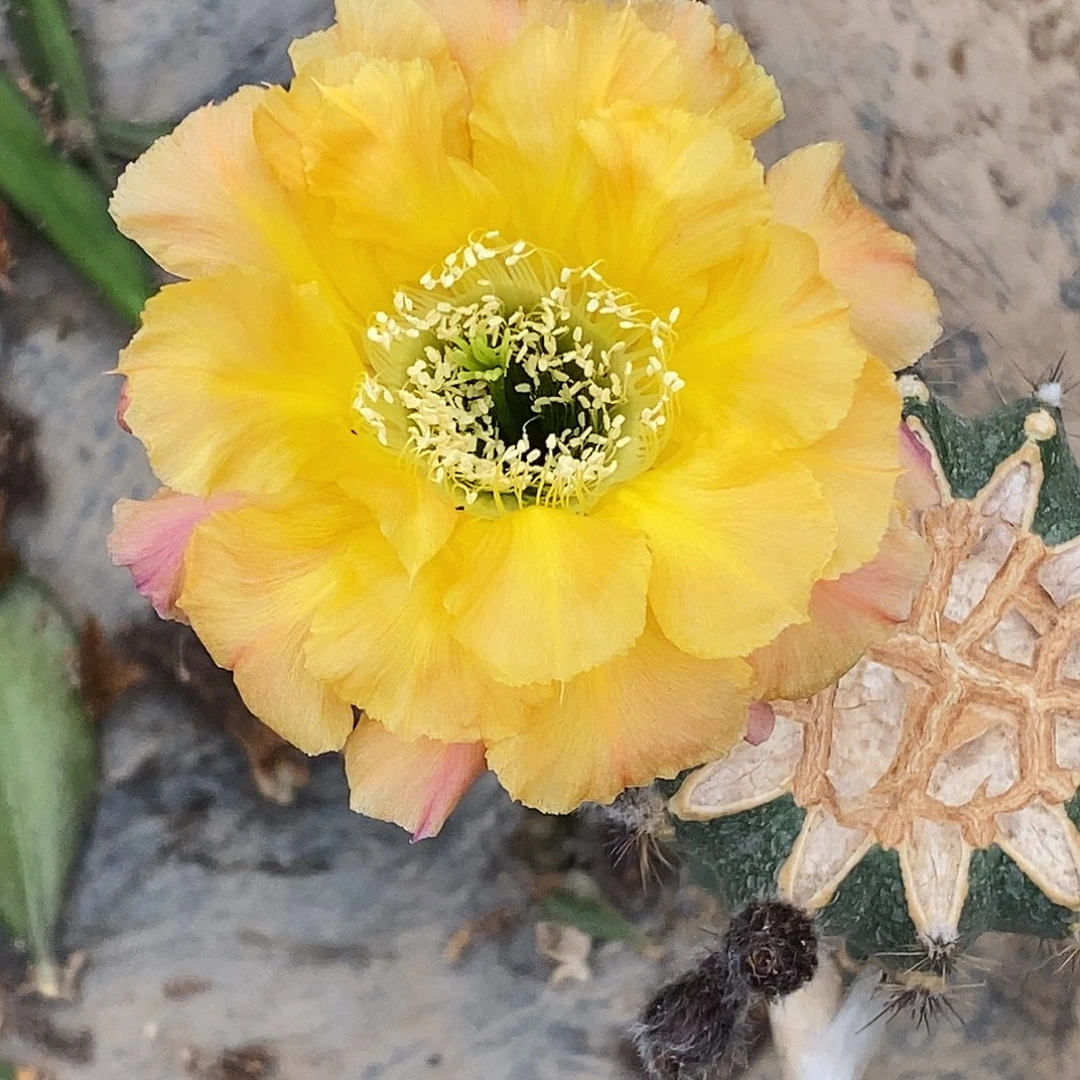 彩 101侧芽歪20包邮/5公分左右