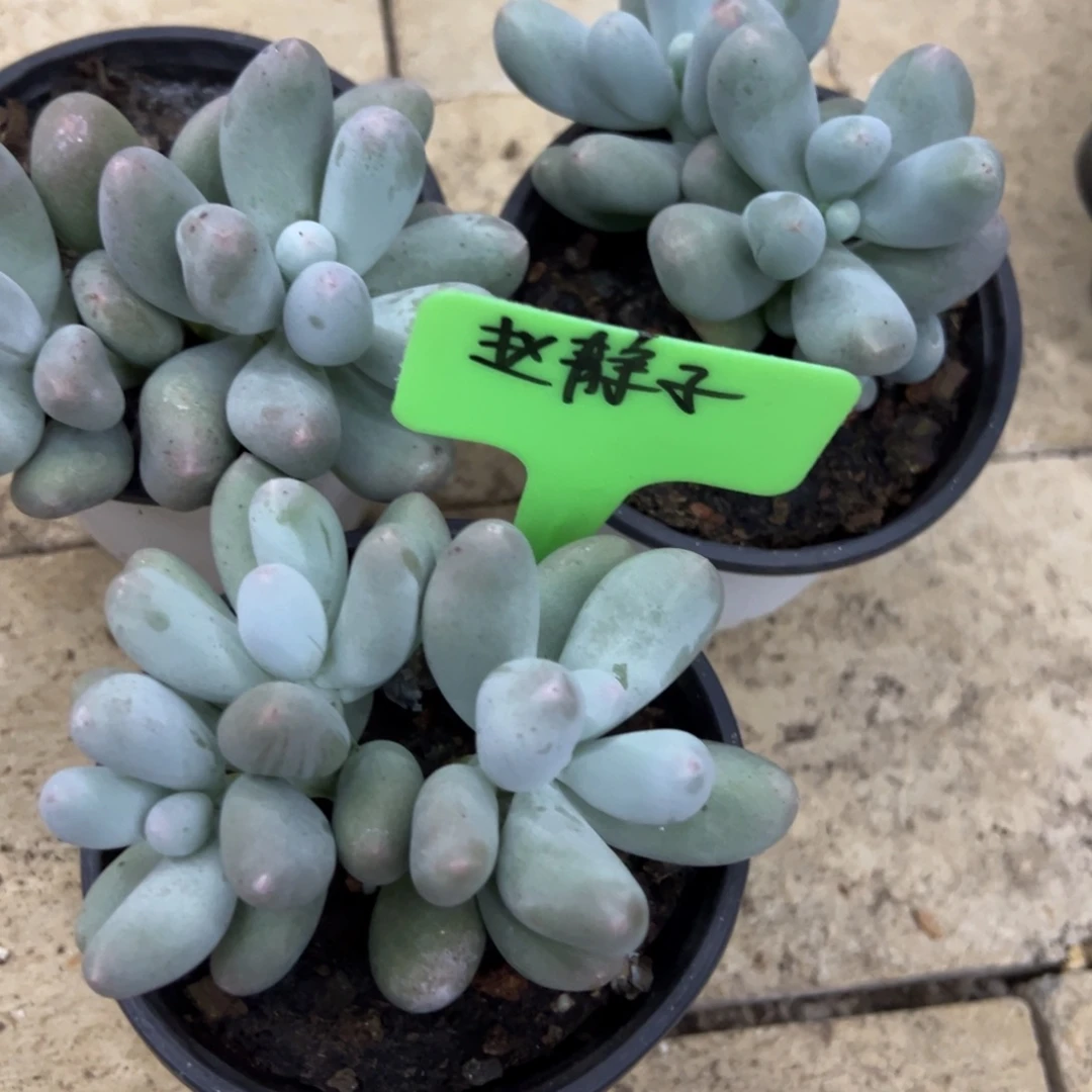 赵***子我也要努力去改变