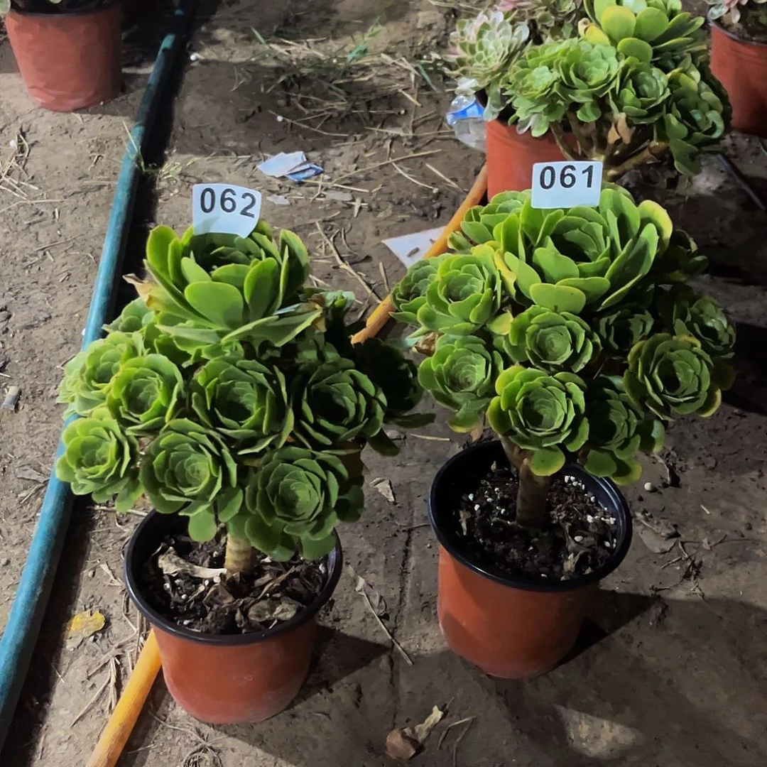 汪*绿杨荣一物一拍061 062