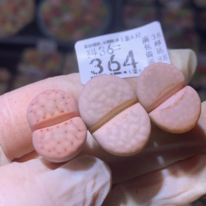呱精品生石花36.364