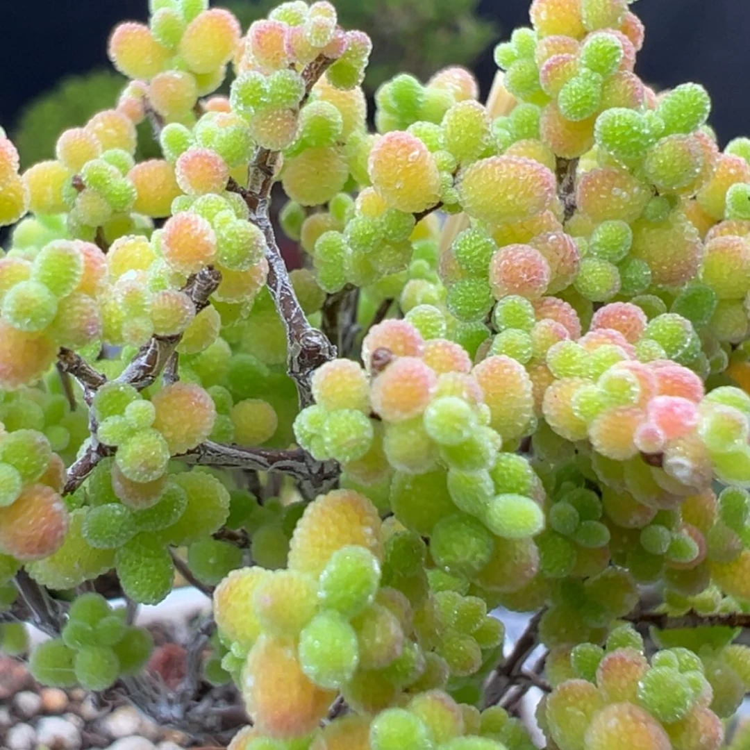 【闪购商品】dy2788蜜橘糖球冠幅6cm