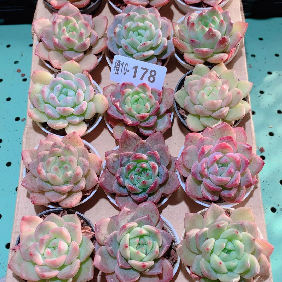 10-178一物一拍多肉带盆18颗