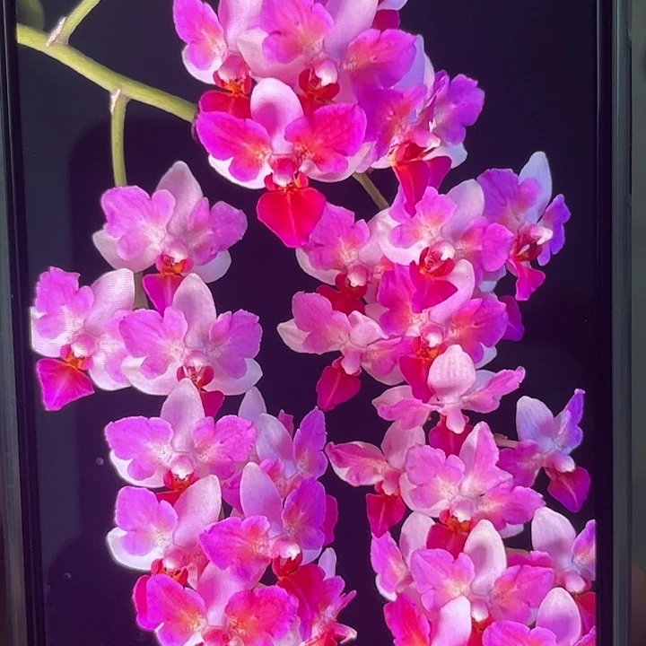 完全开放刘氏莓果3.5寸双头根可以