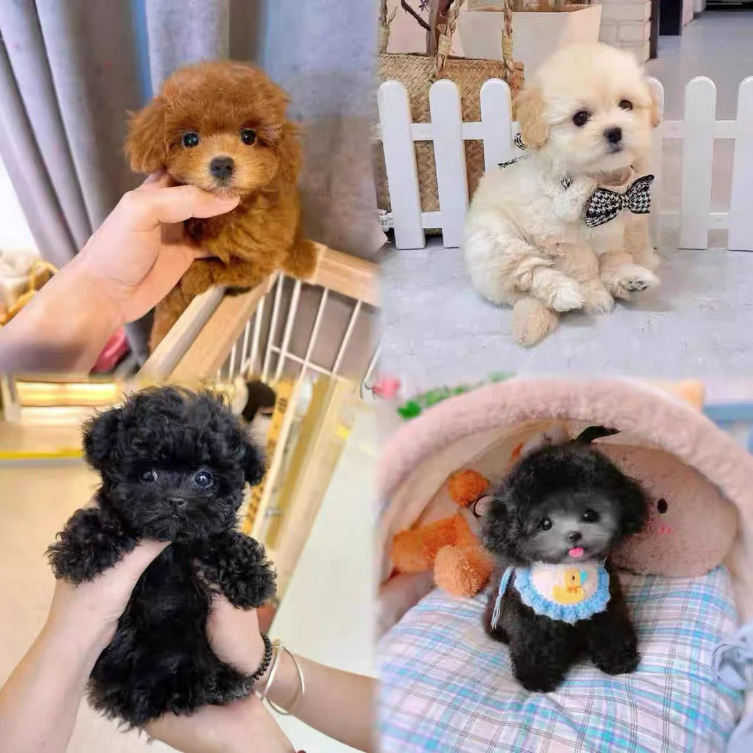 纯种泰迪幼犬茶杯犬香槟色黑色灰色棕红色小体贵宾犬活体宠物狗狗