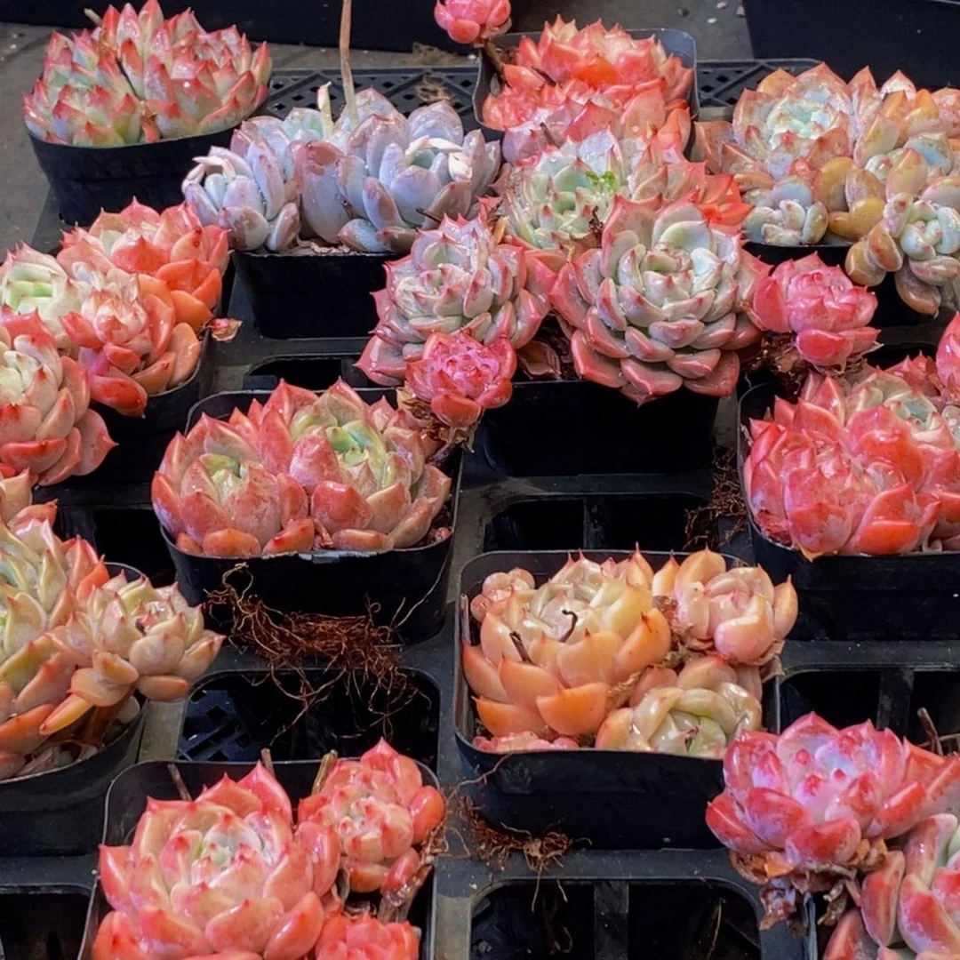 苏**干391多肉植物保护研究所所长助理