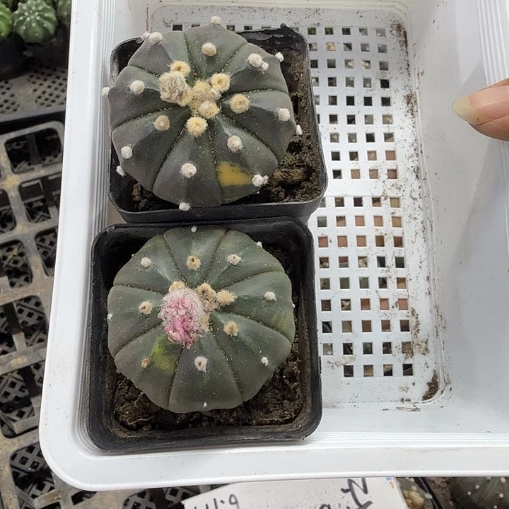 用***0376带盆土发货一物一拍