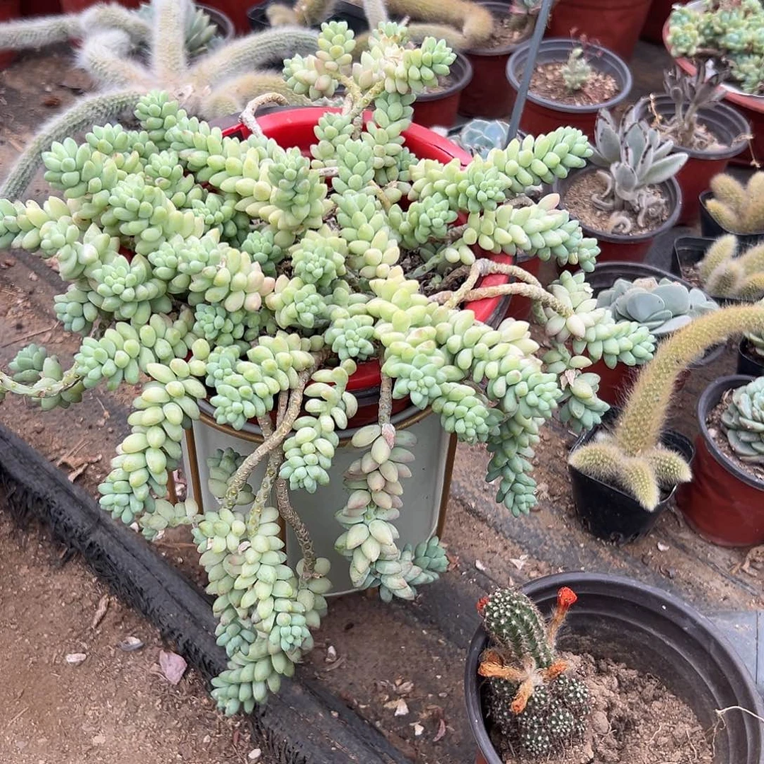 多肉植物彩虹玉坠