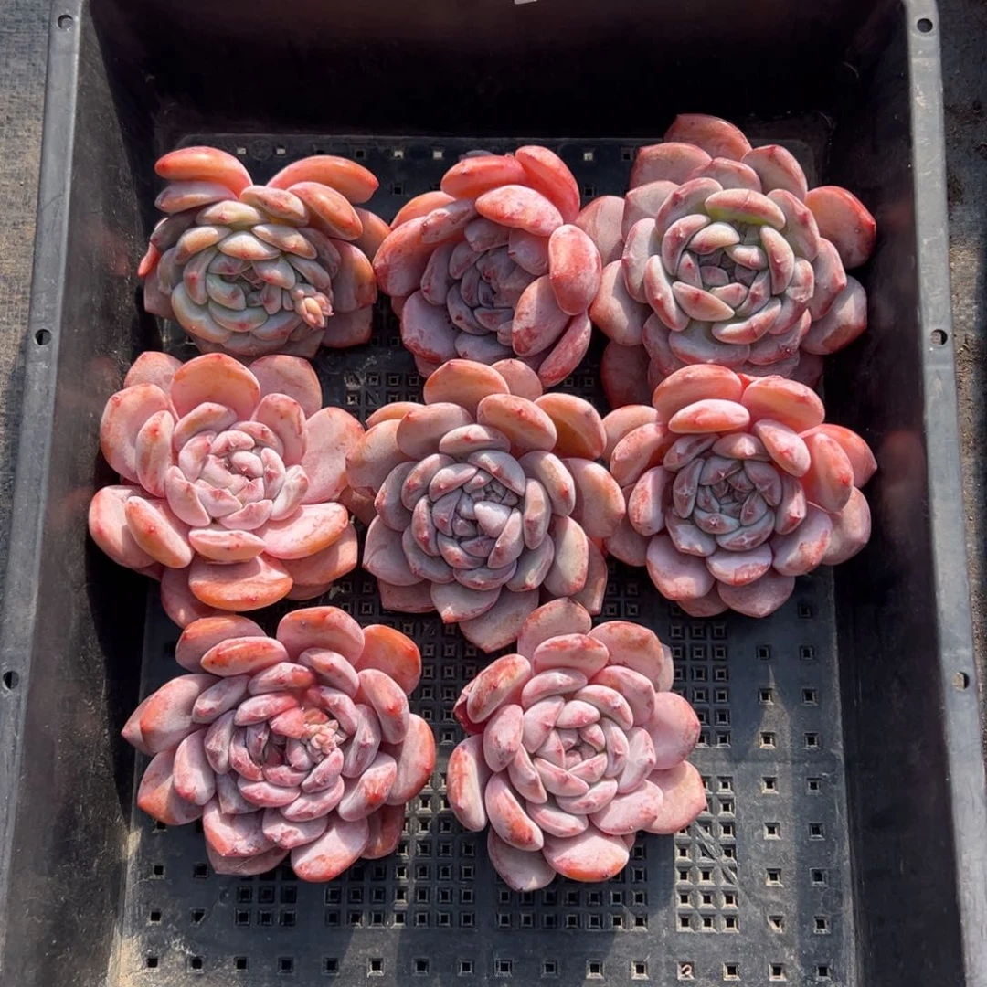 8个星影橙梦露000000000000