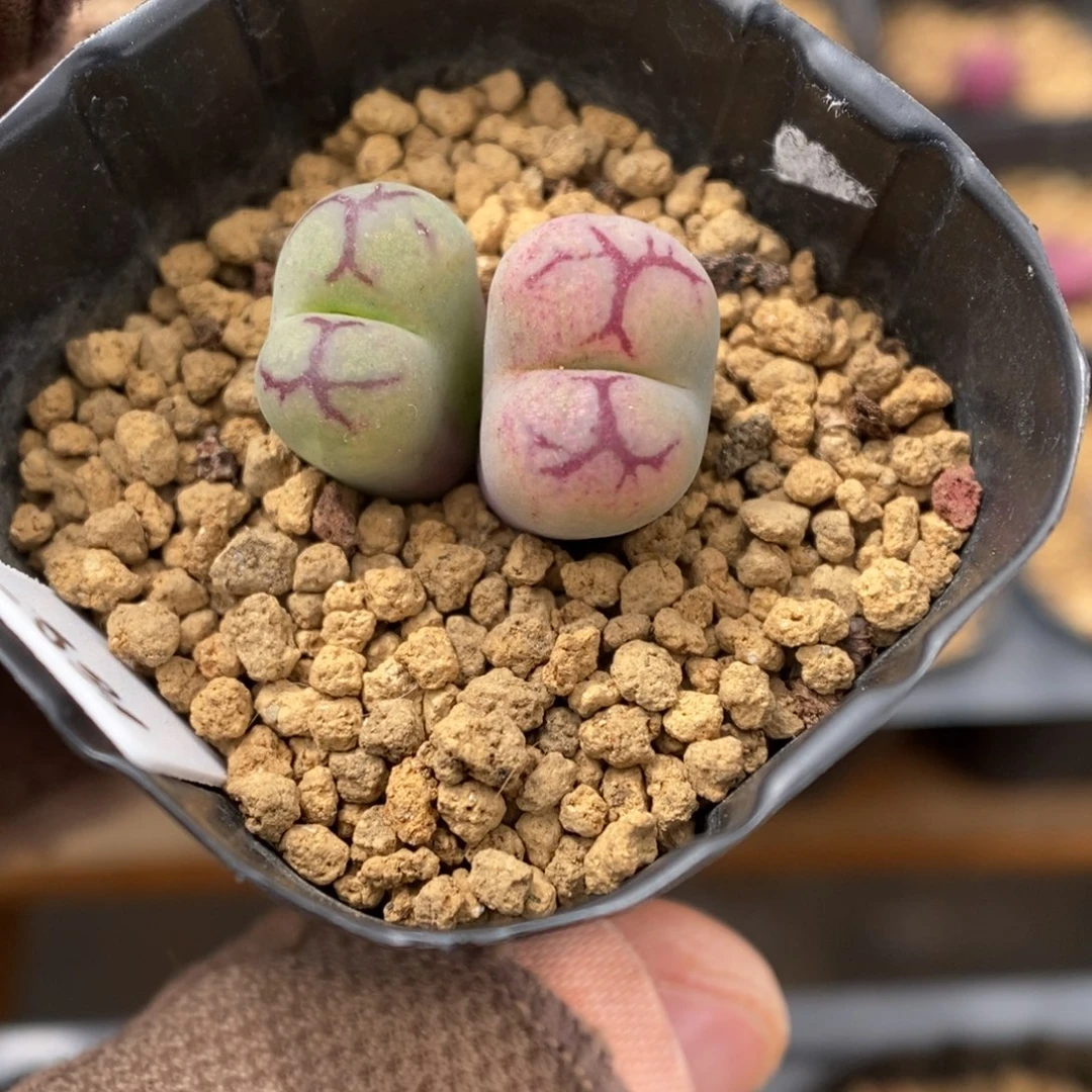 多肉植物肉锥杂交K-3482
