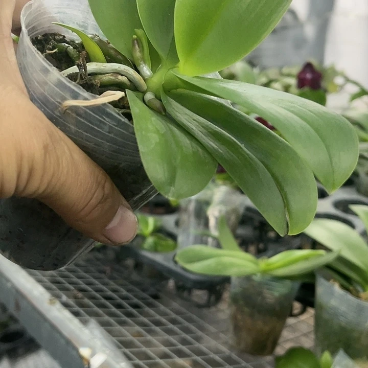当前无花栽培后可以开花黑莓