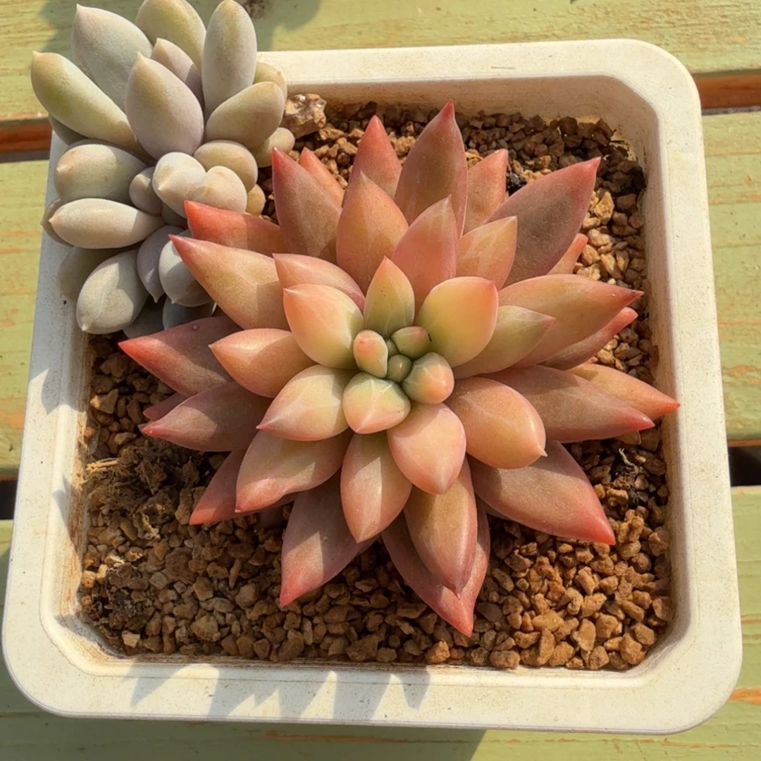 红蜻蜓锦锦上园艺一物一拍