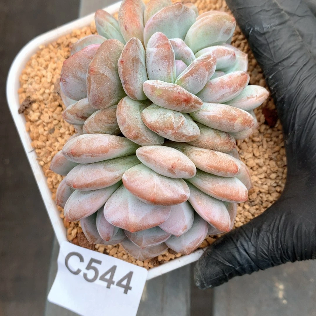 C544 售后范围：签收起7天内