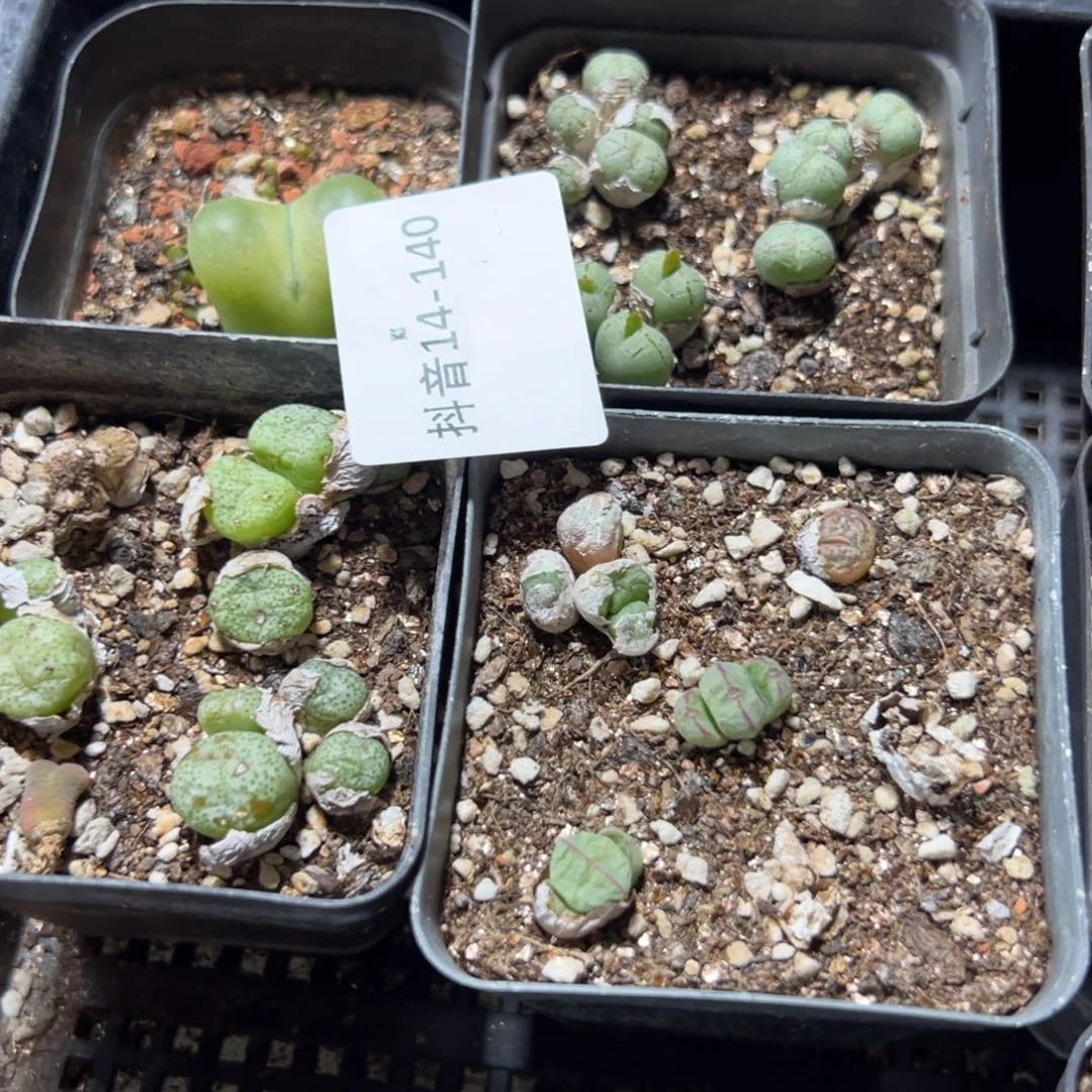 14-140肉锥多肉植物