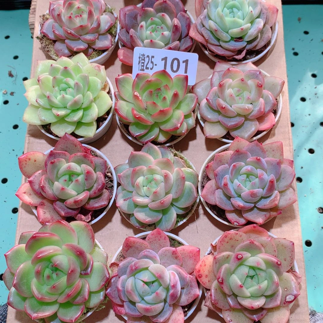 25-101一物一拍多肉带盆18颗