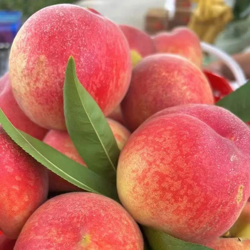 【顺丰包邮】山东蒙阴2025头茬突围水蜜桃软脆两吃