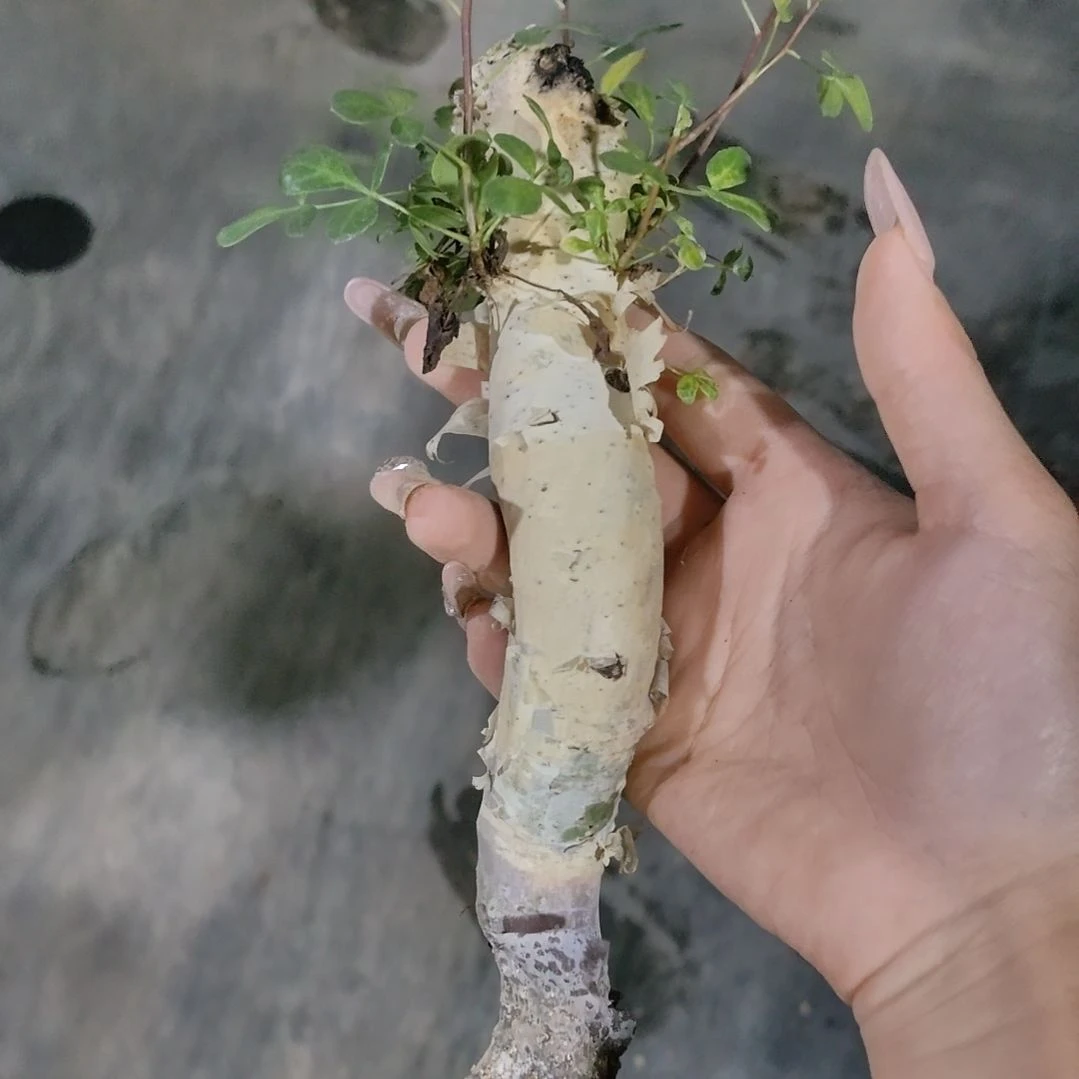 正白皮卡塔夫熟桩
