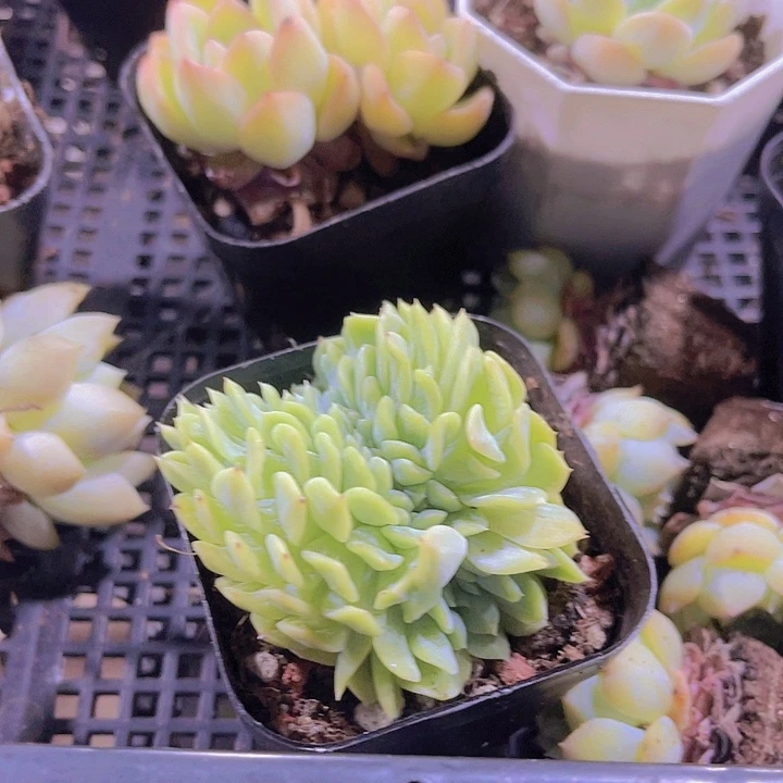 精品爱杜丽尔缀化带盆土发