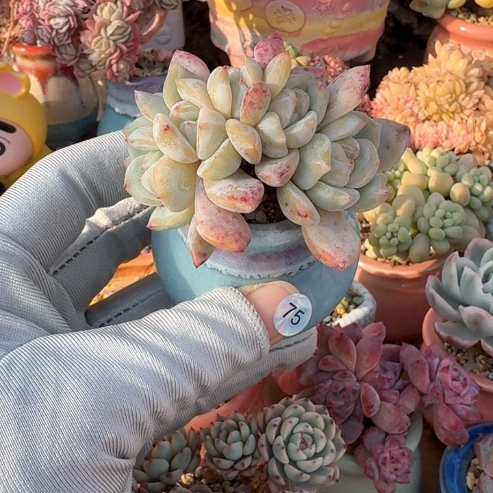 75 多肉含盆土 30元包邮 除偏远