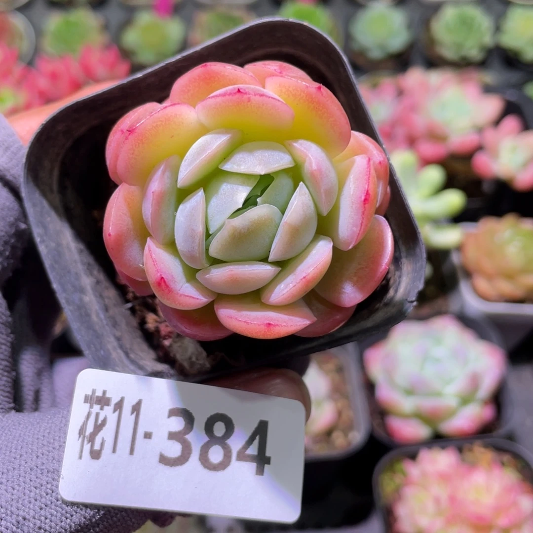 花利美11-384贝瑞