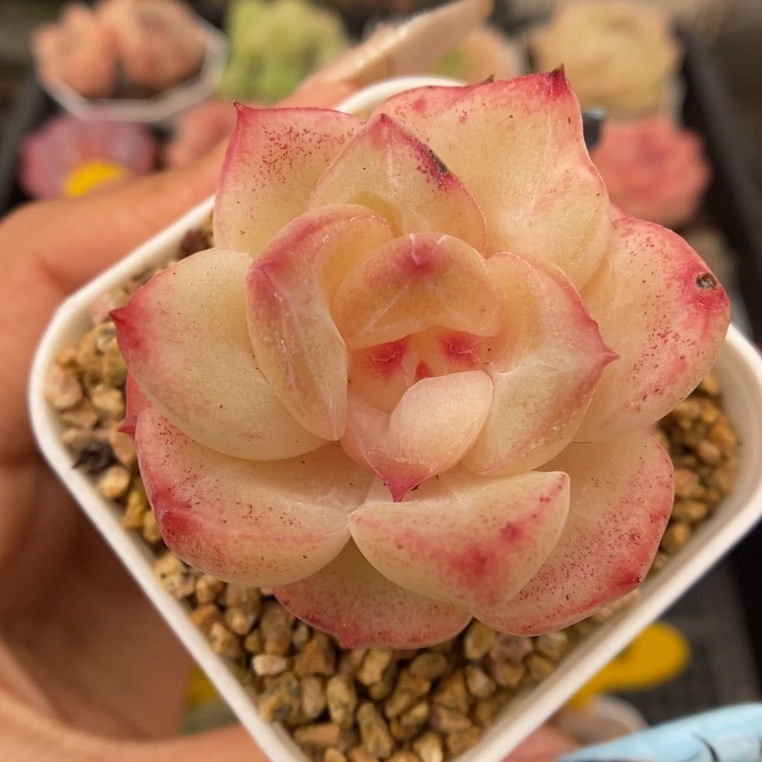 爱丽丝珍妮可拍5326号