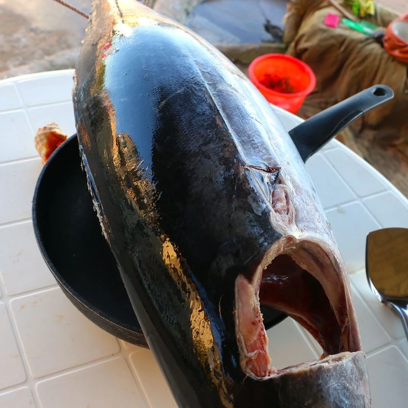 西班牙蓝鳍金枪鱼刺身现场分割