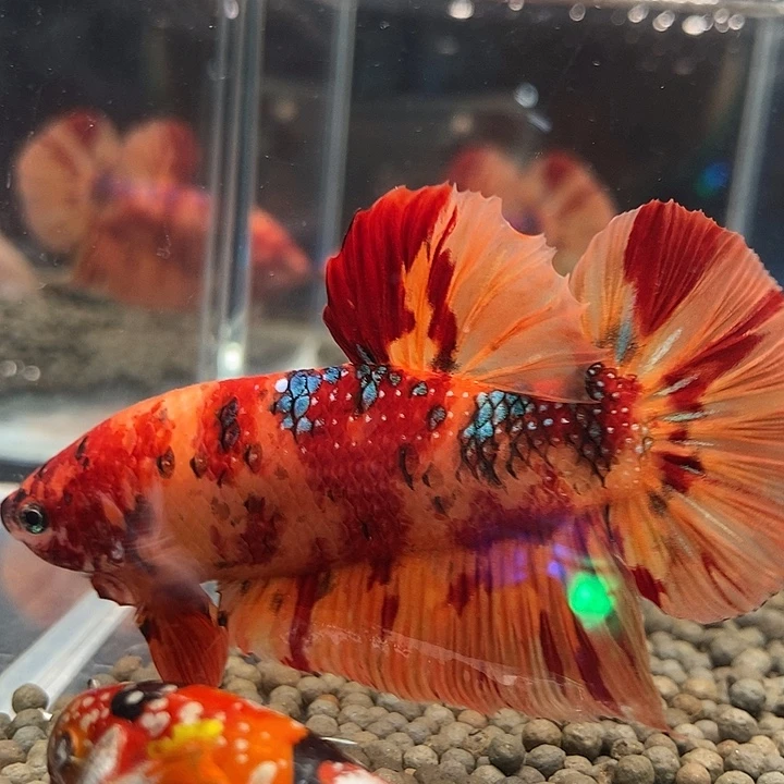 斗鱼黑32号巨斗将军