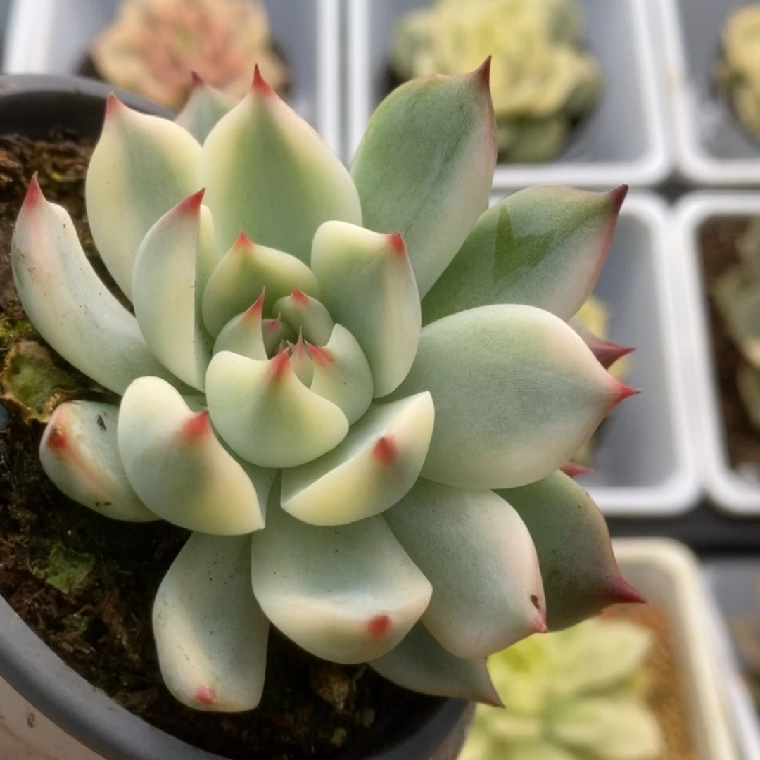 086锦锦锦锦锦锦锦锦锦