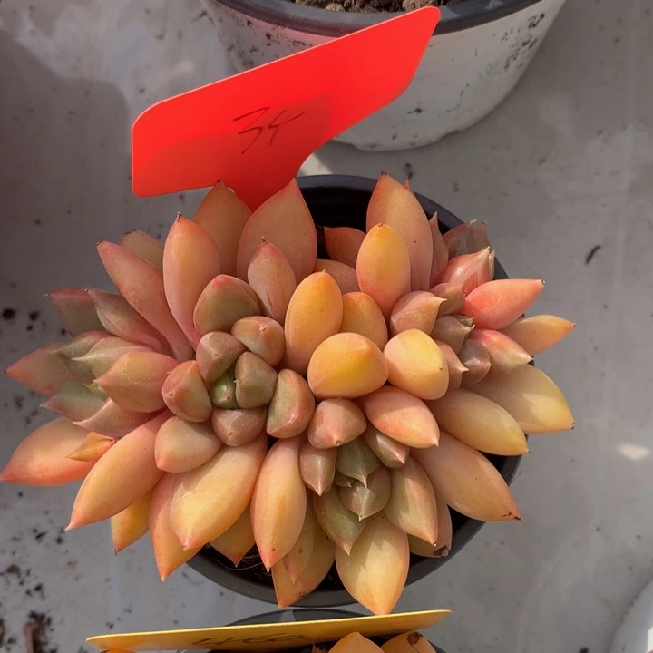 读肉哦哦自己误66263737