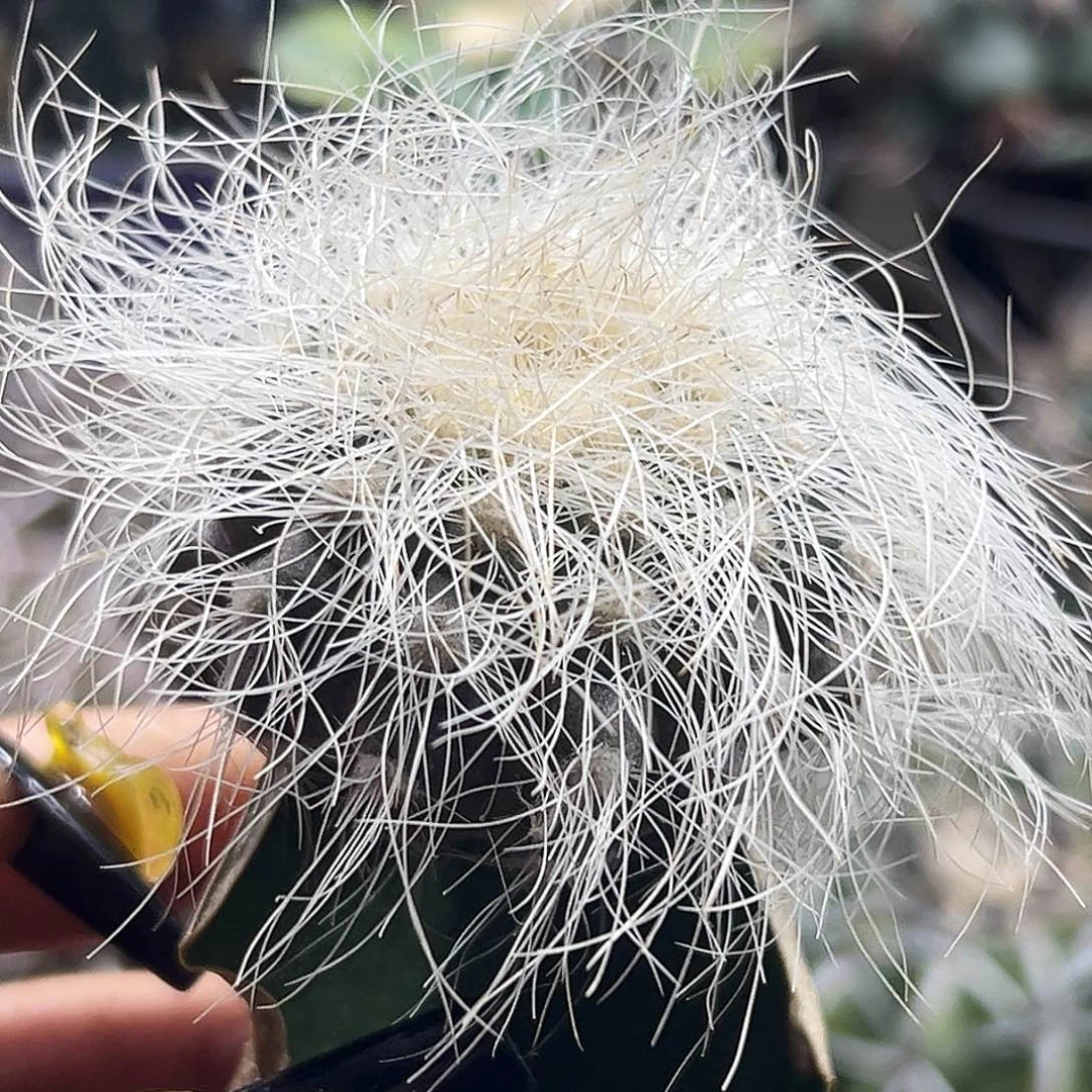 银须玉仙人球6666666666666