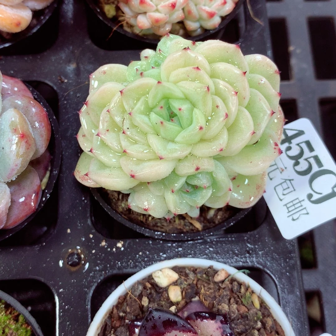 5厘米盆精控多肉455