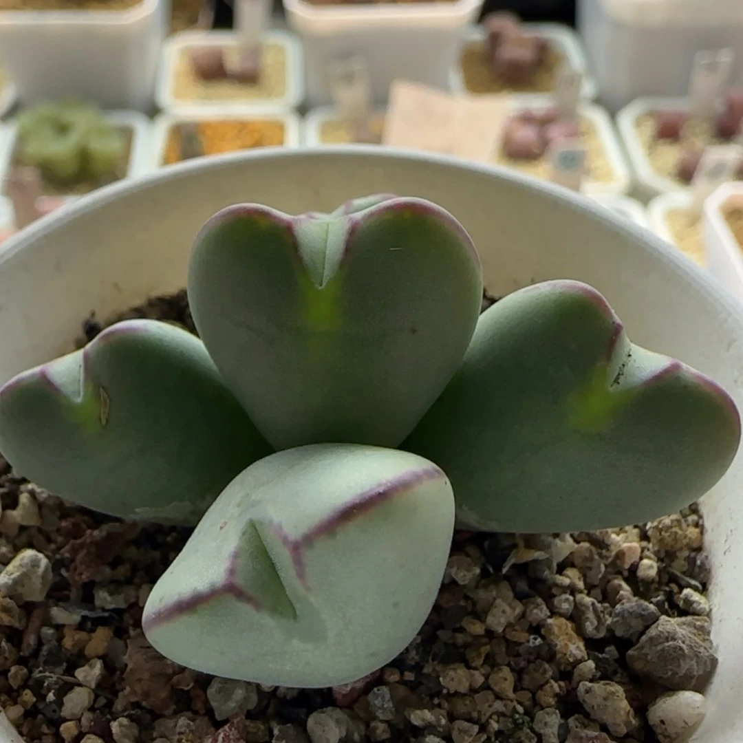 【闪购商品】0925爱心将当天28包邮非偏远