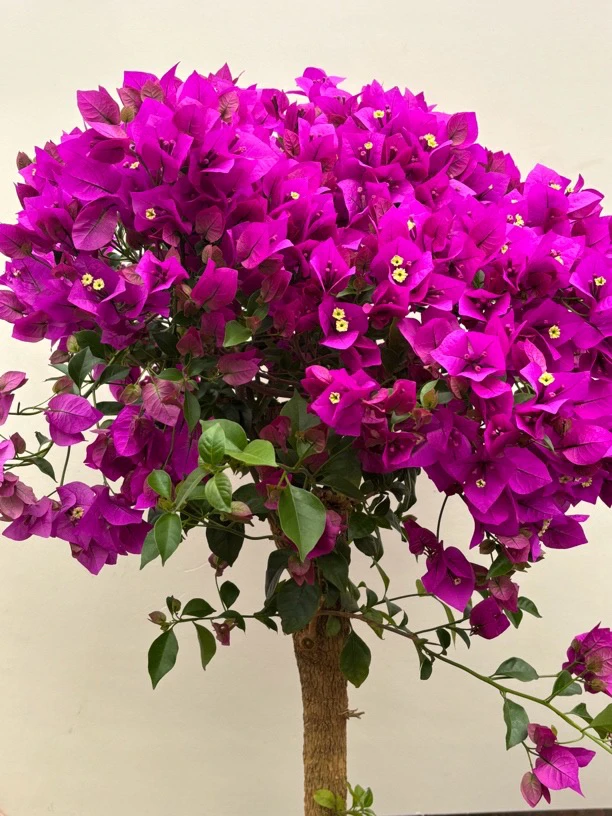 三角梅安格斯云南紫