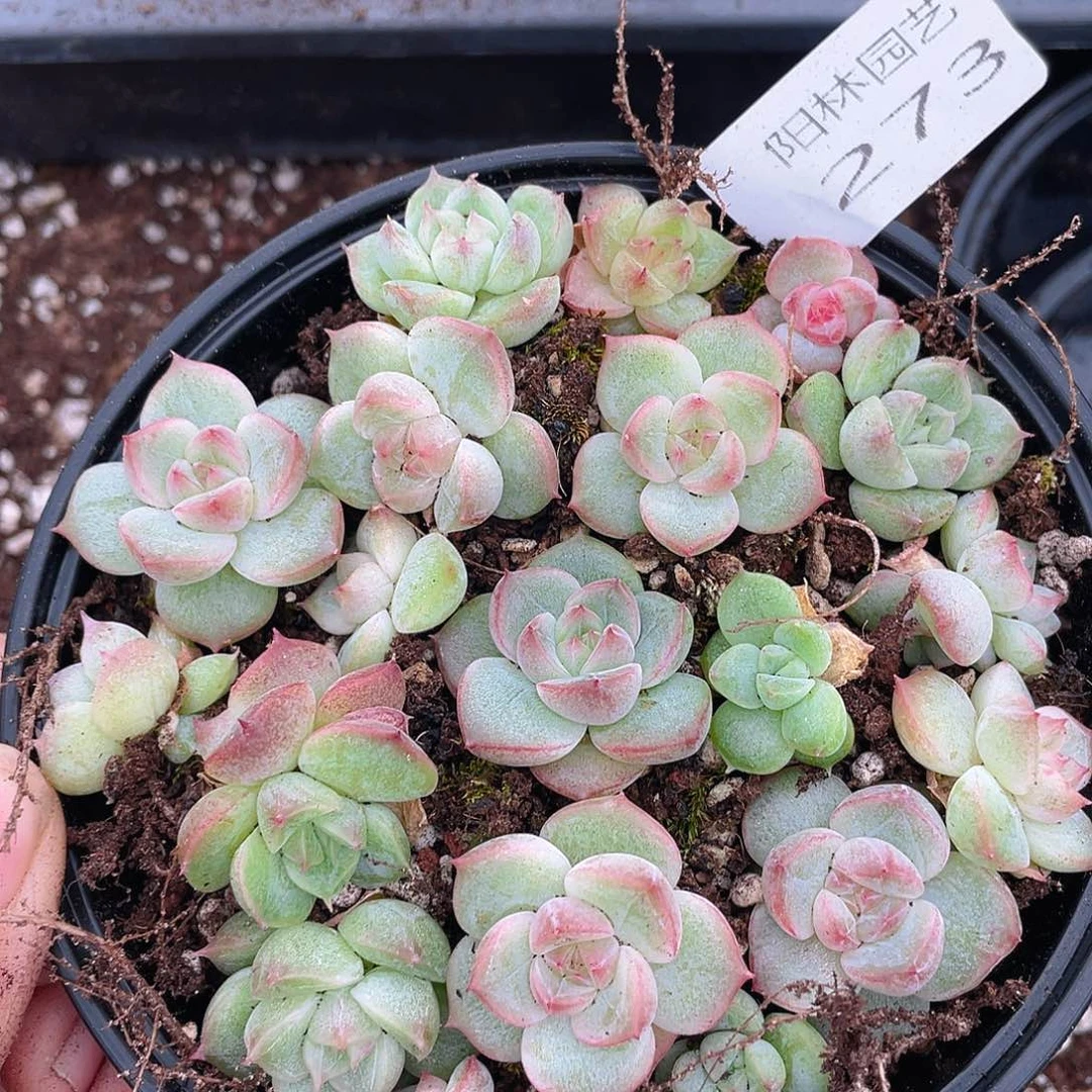 多肉植物多肉植物273