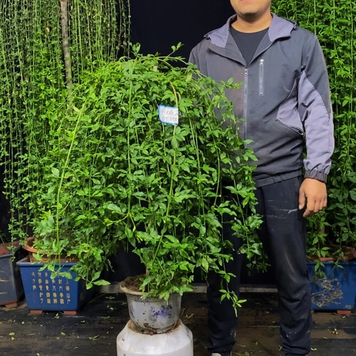 探春花，一物一拍，补差价