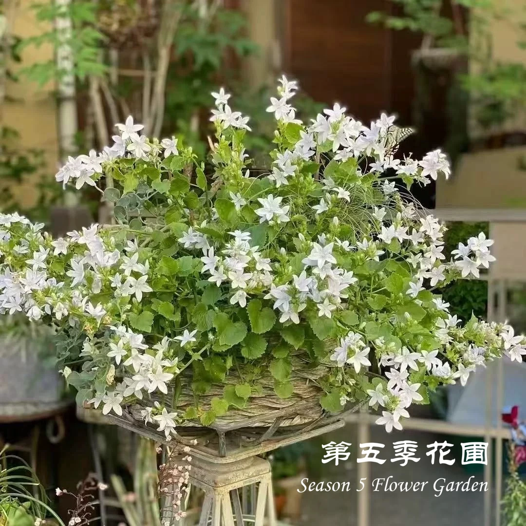 第五季花圃 垂吊风铃草''白色“ 多年生耐寒耐热春季开花 盆栽花苗