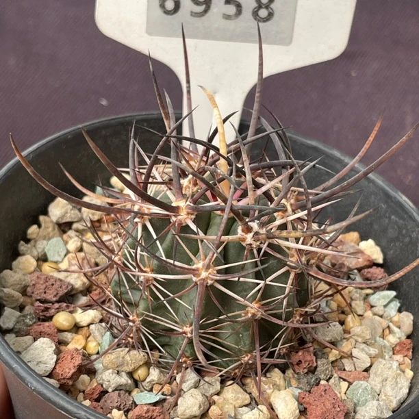 7604 林氏幻虾实生裸根发