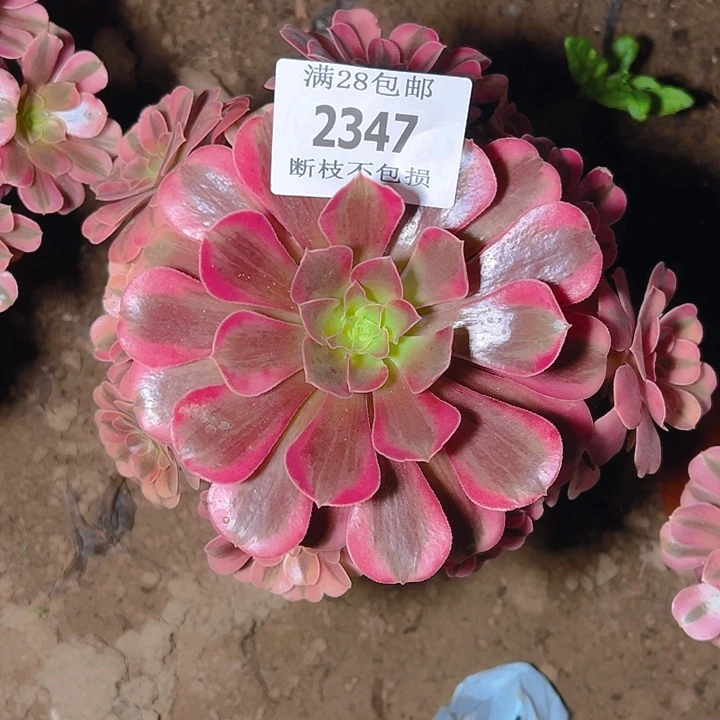 2347美杜莎多肉植物保护