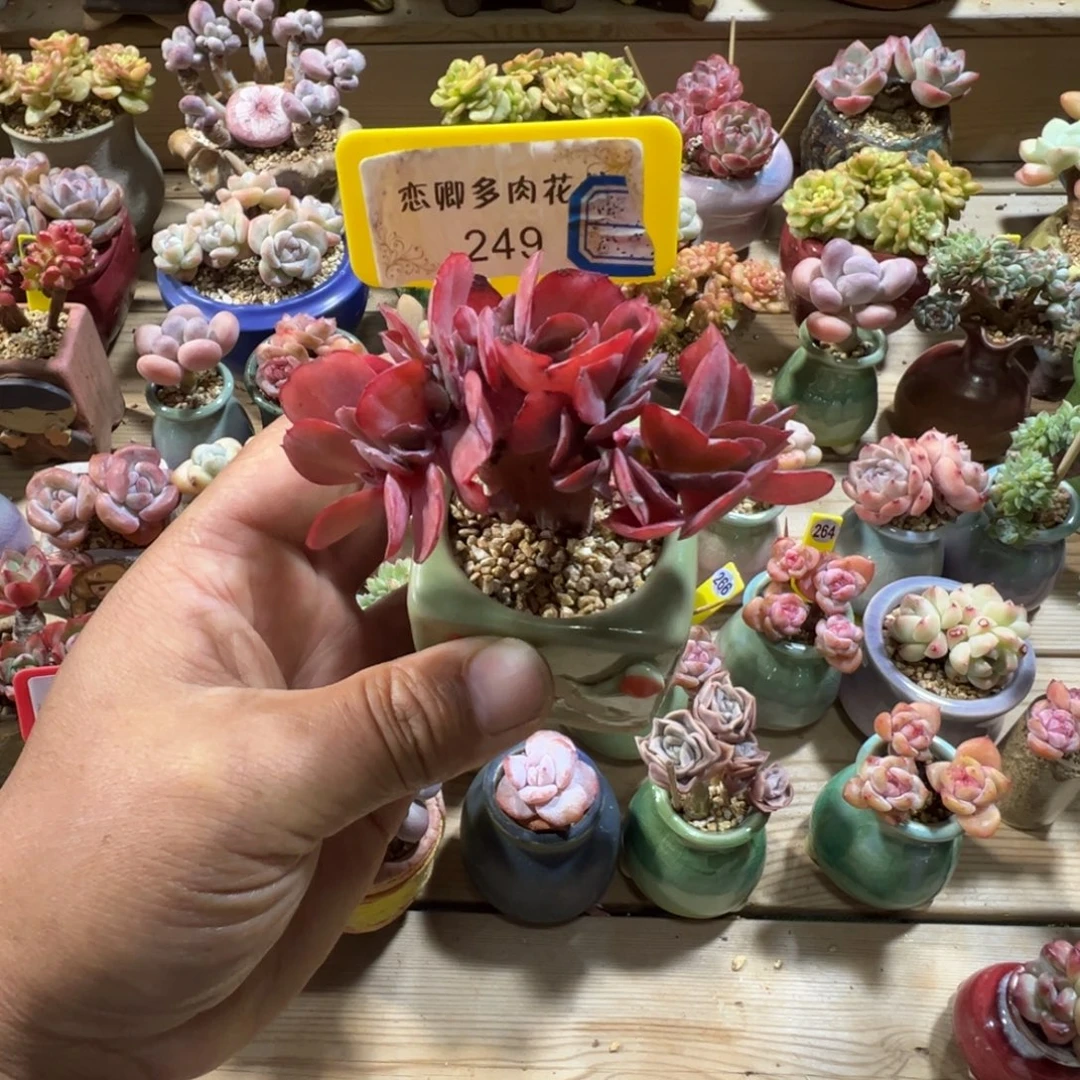 249蓝色玫瑰缀00000