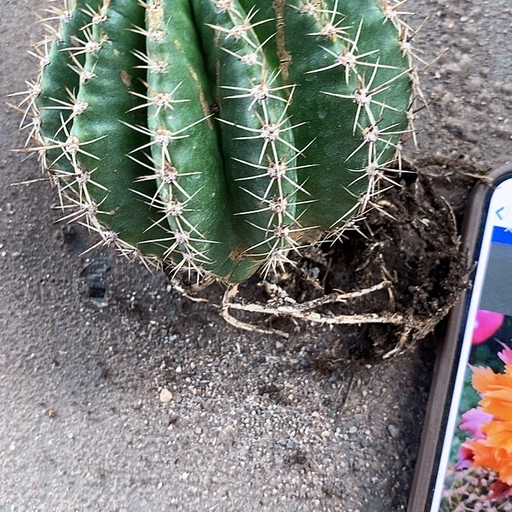 清仓热带魔法，瑕疵干巴，257990