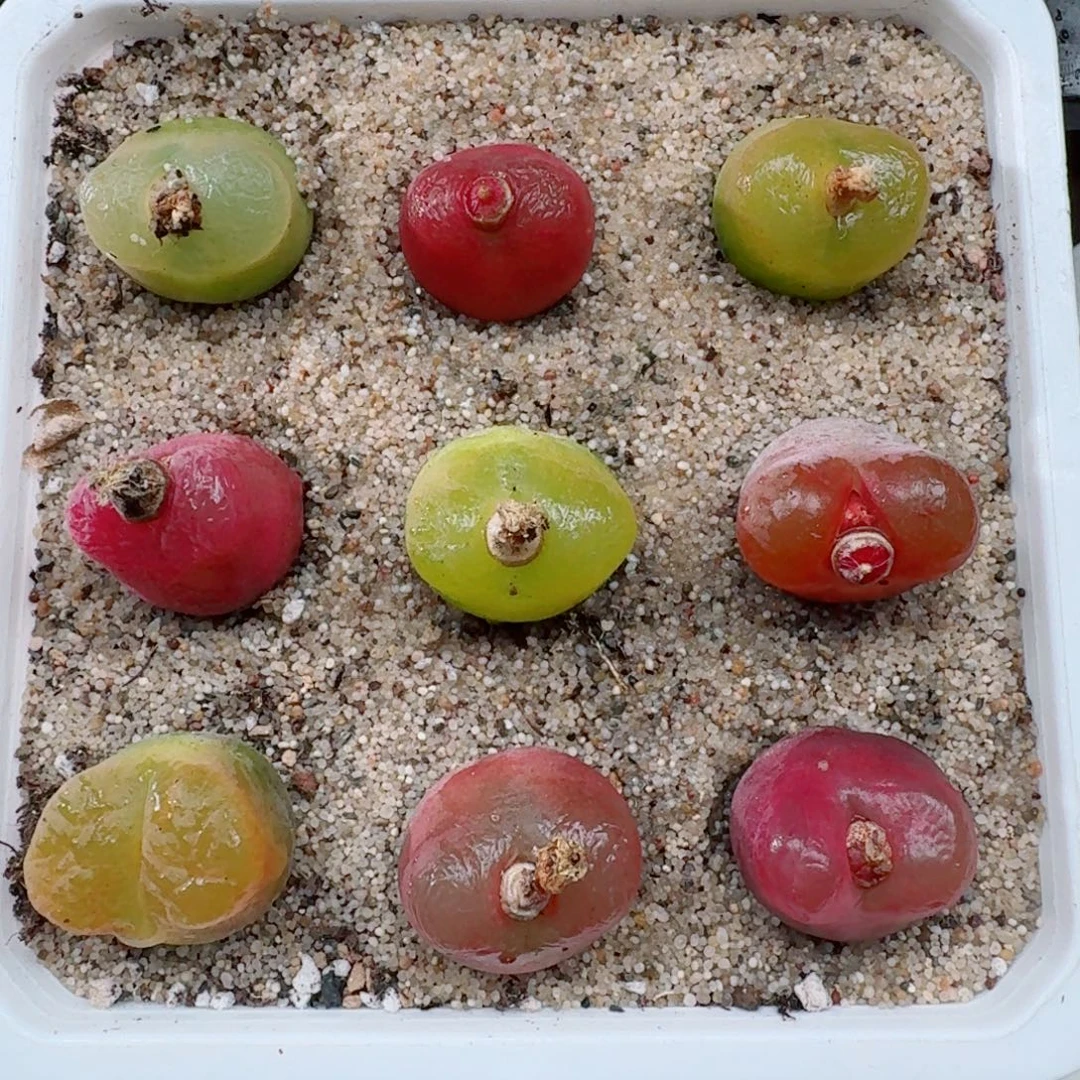 9颗2公分以上的毛汉尼