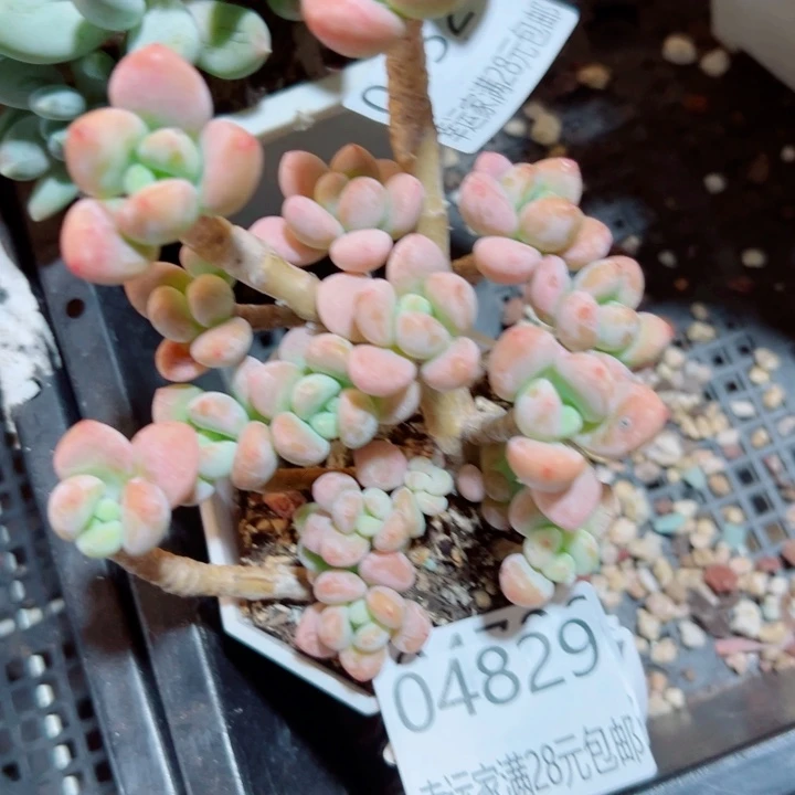 幸运的是我还没遇到过
