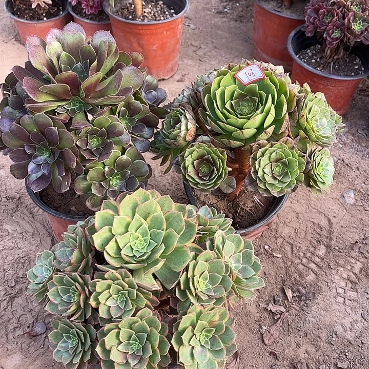 708多肉植物组合，