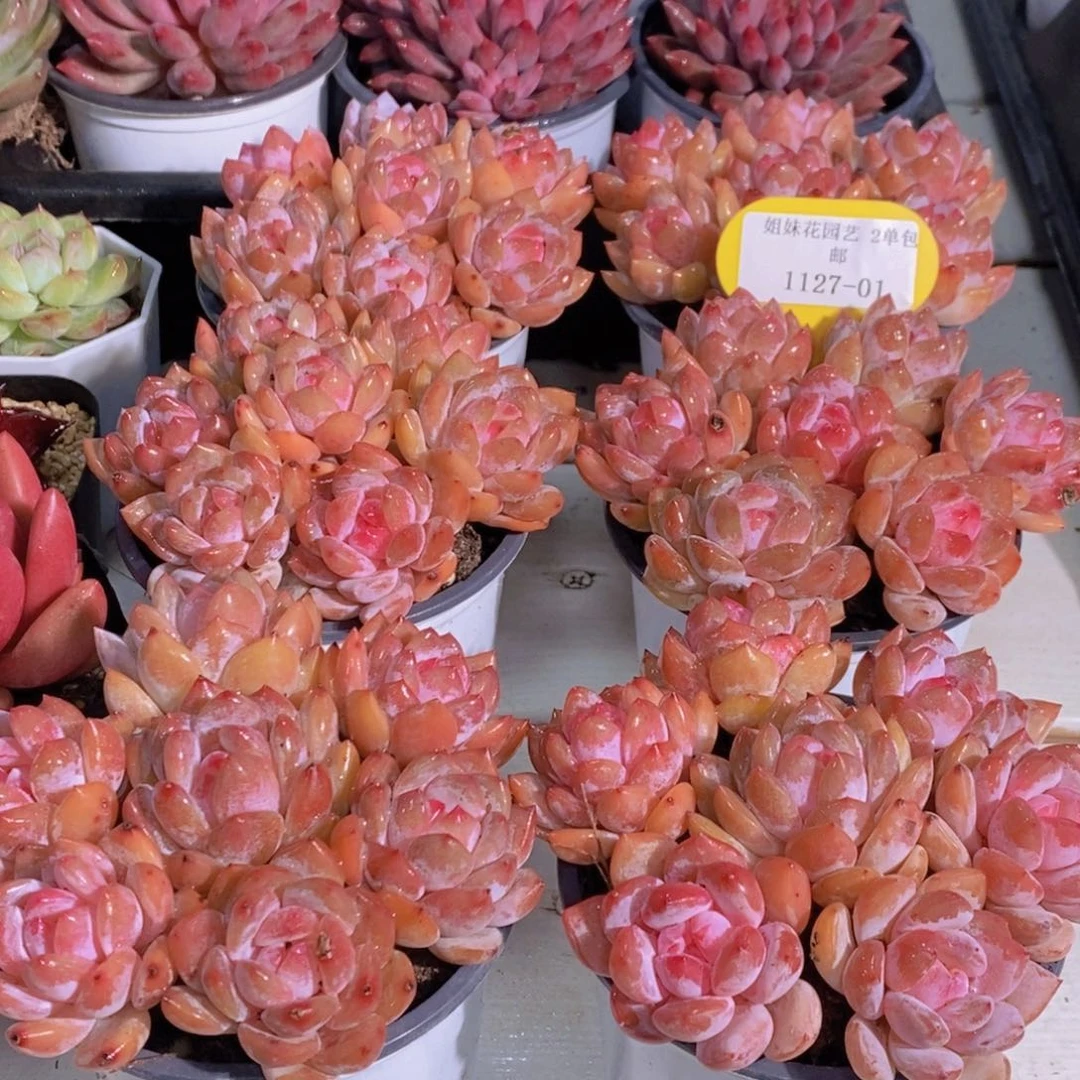 1127-01-精品红心橙拼盘一盒