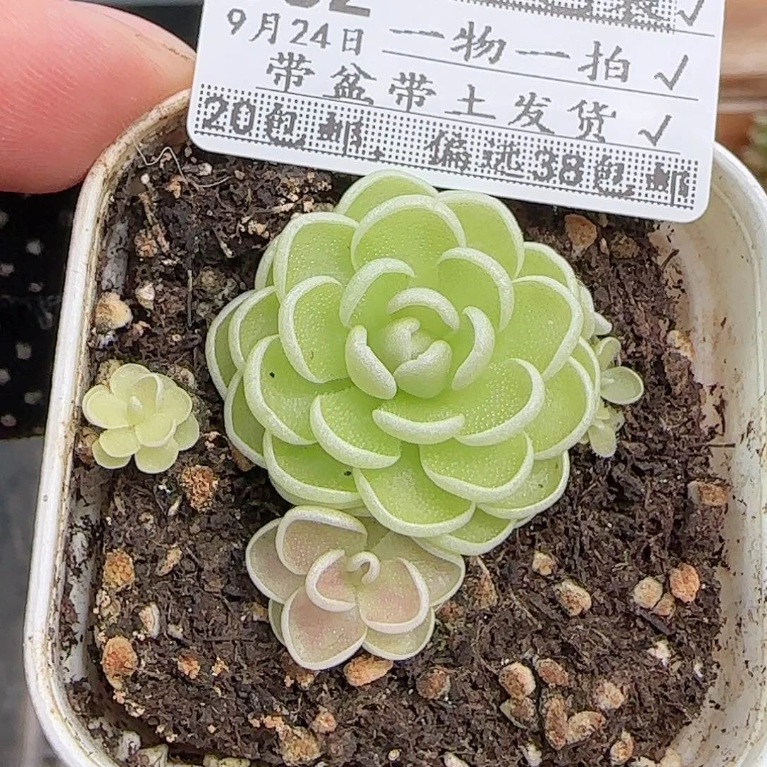 多肉0924--362捕虫堇