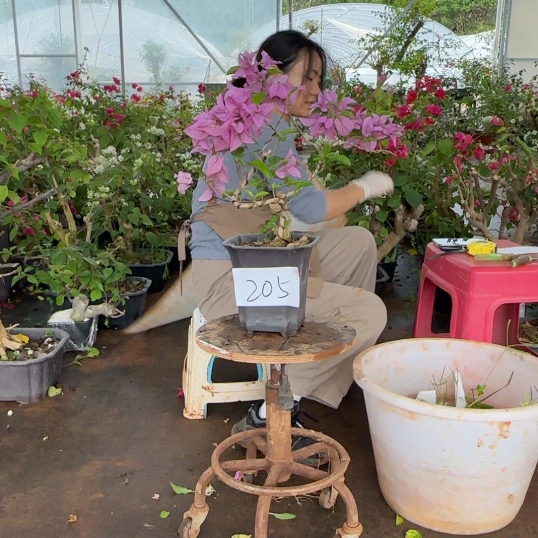 大部分花苞少量开放金夫人 205